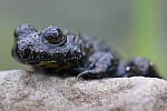 Gelbbauchunke (Bombina variegata)