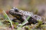 Gelbbauchunke (Bombina variegata)