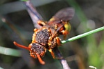 Rothaarige Wespenbiene (Nomada lathburiana)