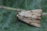 Wei�gelbliche Grasb�scheleule (Apamea lithoxylaea)