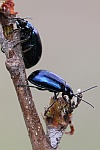 Blauer Erlenblattkfer (Agelastica alni)