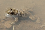 Gelbbauchunke (Bombina variegata)