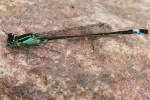 Groe Pechlibelle (Ischnura elegans)