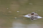 Gelbbauchunke (Bombina variegata)