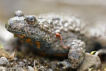 Gelbbauchunke (Bombina variegata)