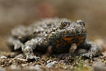 Gelbbauchunke (Bombina variegata)