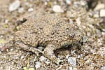 Gelbbauchunke (Bombina variegata)