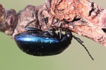 Blauer Erlenblattkfer (Agelastica alni)