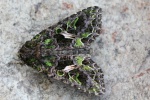 Meldeneule (Trachea atriplicis)
