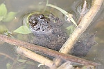 Gelbbauchunke (Bombina variegata)