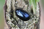 Blauer Erlenblattkfer (Agelastica alni)