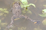 Gelbbauchunke (Bombina variegata)