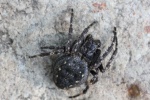 Spaltenkreuzspinne (Nuctenea umbratica)