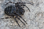 Spaltenkreuzspinne (Nuctenea umbratica)