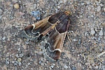Mehlz�nsler (Pyralis farinalis)