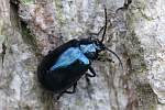 Blauer Erlenblattkfer (Agelastica alni)