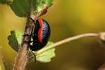 Rotsaum-Blattkfer (Chrysolina sanguinolenta)