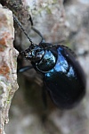 Blauer Erlenblattkfer (Agelastica alni)