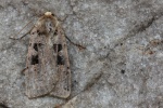Triangel-Bodeneule (Xestia triangulum)