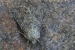 Meldenflureule (Anarta trifolii)