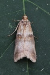 Aufgeschwillener Eichentriebz�nsler (Acrobasis tumidana)