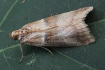 Aufgeschwillener Eichentriebz�nsler (Acrobasis tumidana)