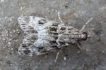 Kleiner Grauz�nsler (Eudonia mercurella)