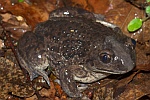 Knoblauchkrte (Pelobates fuscus)