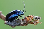 Blauer Erlenblattkfer (Agelastica alni)