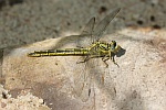 Westliche Keiljungfer (Gomphus pulchellus)