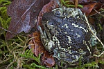 Knoblauchkrte (Pelobates fuscus)