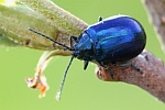 Blauer Erlenblattkäfer (Agelastica alni)