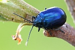 Blauer Erlenblattkfer (Agelastica alni)