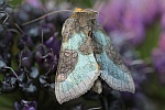 Messingeule (Diachrysia chrysitis)