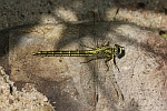 Westliche Keiljungfer (Gomphus pulchellus)