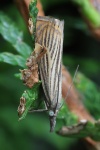 Rispengrasz�nsler (Chrysoteuchia culmella)