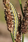 Mndcheneule (Calophasia lunula)