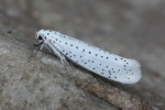 Traubenkirschen-Gespinstmotte (Yponomeuta evonymella)