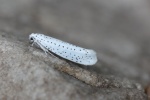 Traubenkirschen-Gespinstmotte (Yponomeuta evonymella)