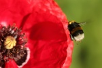 Dunkle Erdhmumel (Bombus terrestris)