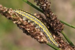 Mndcheneule (Calophasia lunula)