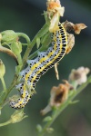 Mndcheneule (Calophasia lunula)