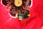 Dunkle Erdhmumel (Bombus terrestris) Dunkle Erdhmumel (Bombus terrestris)
