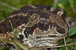 Knoblauchkrte (Pelobates fuscus)