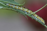 Mndcheneule (Calophasia lunula)