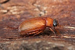 Rotbrauner Laubk�fer (Serica brunnea)