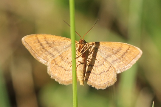 Violettrote Kleinspanner (Scopula rubiginata)
