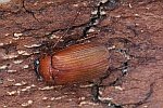 Rotbrauner Laubk�fer (Serica brunnea)