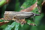 Rispengrasz�nsler (Chrysoteuchia culmella)