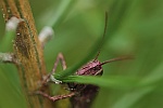 Biguttulus-Gruppe (Gruppe biguttulus)